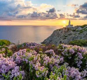 Bl&uuml;hende lila Heidekrautpflanzen auf einer Klippe mit Blick auf das Meer bei Sonnenuntergang, im Hintergrund ein Leuchtturm auf Mallorca.