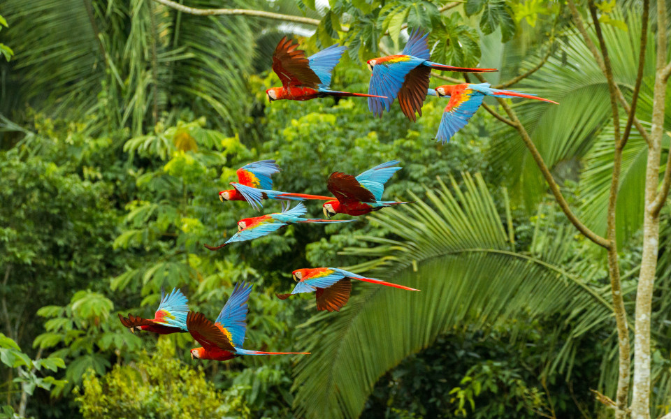 Schwarm scharlachroter und rot-gr&uuml;ner Aras fliegen im Amazonas-Regenwald im Manu-Nationalpark/Peru in der N&auml;he der Chuncho-Lehmlecke in Tambopata