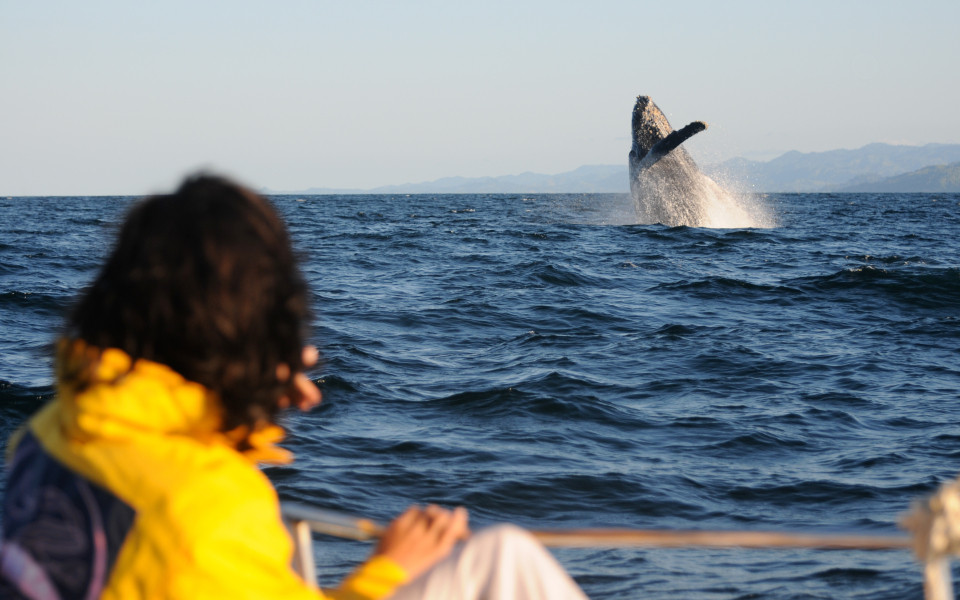 Person in gelber Jacke auf einem Boot beobachtet einen springenden Wal in der Ferne w&auml;hrend des Whale Watching Festivals auf offener See.